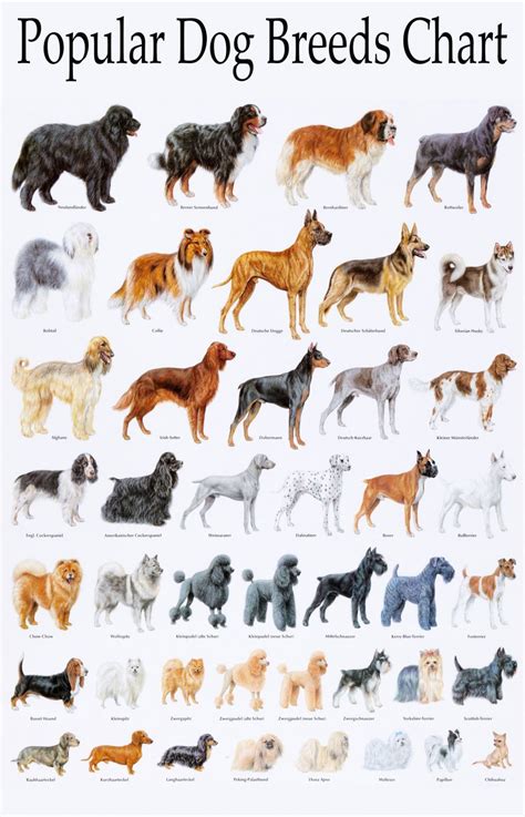 Canine Breeding Chart