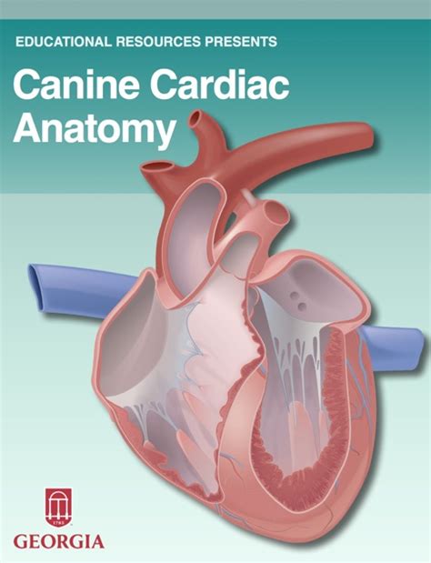 ### Download Pdf Canine Cardiac Anatomy Books