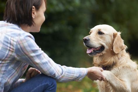 Canine Care Communication & Counselling