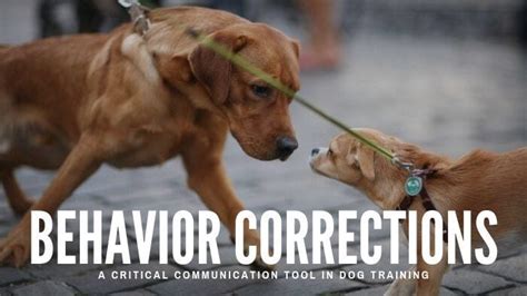 Canine Corrections