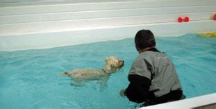 Canine Hydrotherapy Ltd