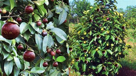 Cara Merawat Pohon Manggis Yang Baru Ditanam Agar Berbuah Banyak