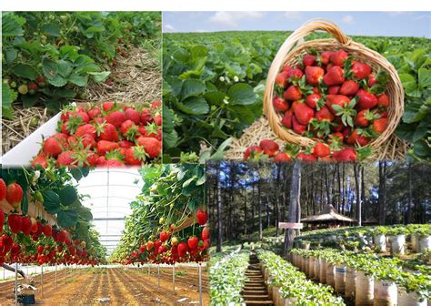 Cara ke Kebun Strawberry Lembang Dari Bandung