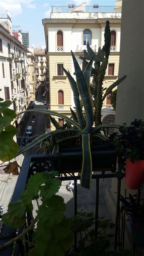 Carafa Suite Naples