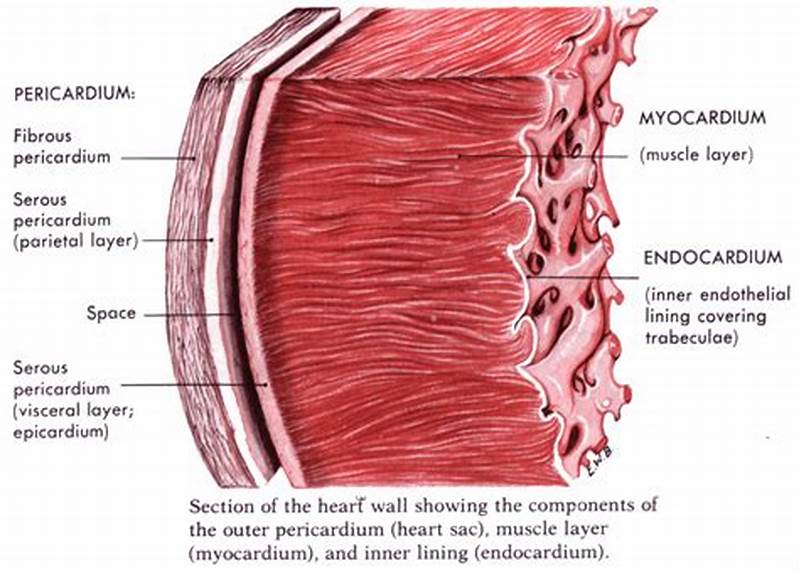 Cardiac Muscle Layers Form This Distinct Pattern