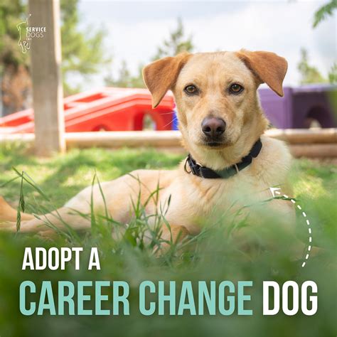 Career Change Dogs For Adoption