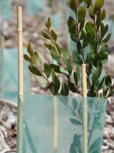 Caring for Your Transplanted Eucalyptus Cuttings