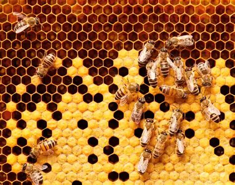 Carlisle Beekeepers Association
