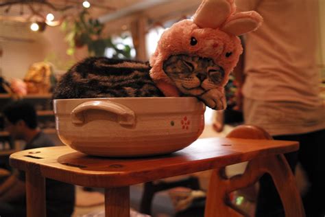 Cat Cafe in Japan