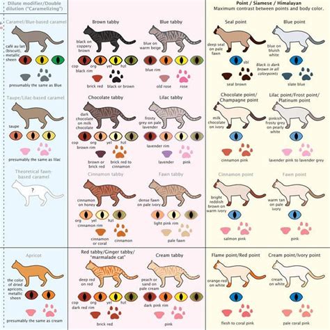 Cat Coat Patterns Chart