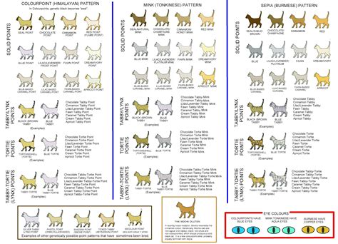 Cat Colour Chart