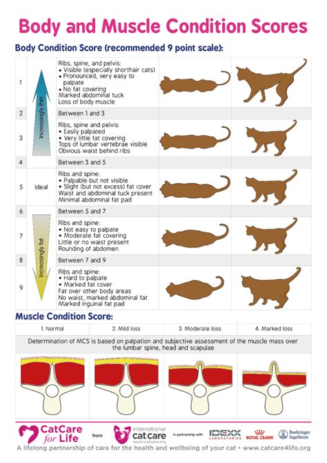 Cat Obesity Chart