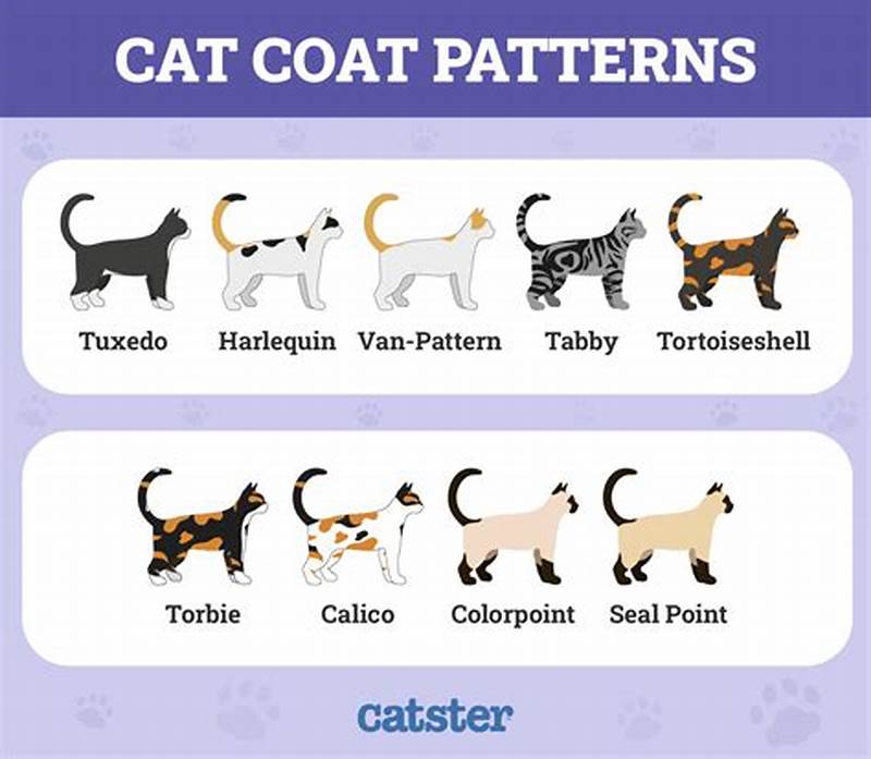 Cat Pattern Names