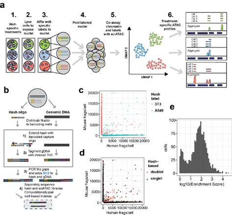 Catalog Dna Combinatorial Storage Pre Synthesized Oligos Approach