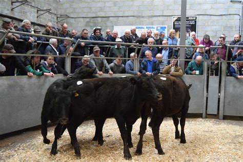 Cattle Market