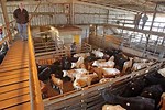 Cattle Sale Barn