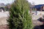 Cedar Pine Tree