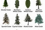 Cedar Tree Identification Chart