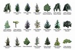 Cedar Tree Identification Guide