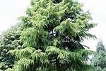 Cedar Tree Varieties