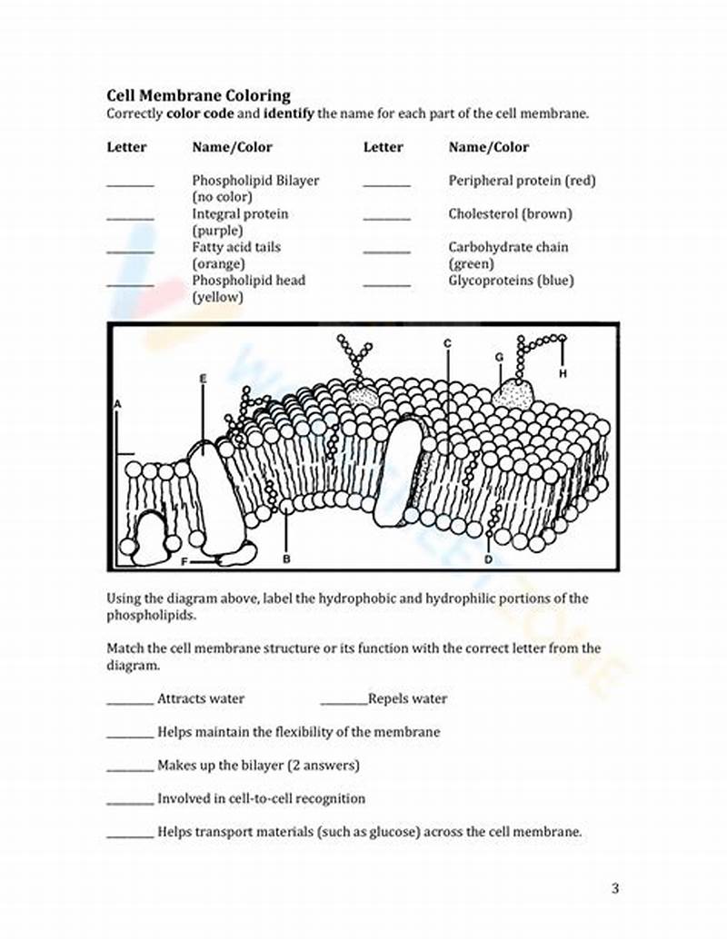 Cell Membrane Structure And Function Coloring Worksheet