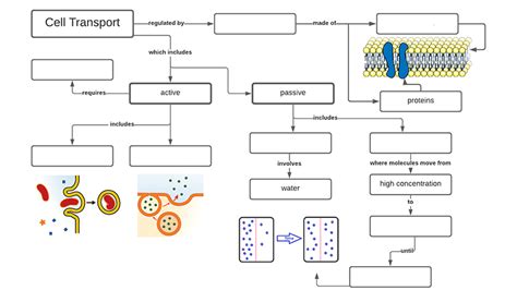 Cell Membrane Transport Chart
