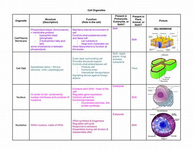 Cell Structure Location And Function Chart
