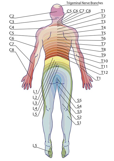 Herniation Pain Chart