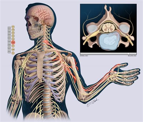 Cervical Nerve Chart