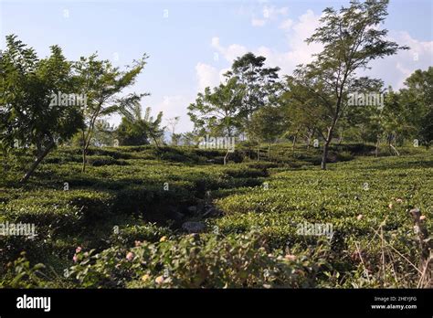 Chalouni Tea Garden