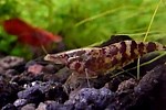 Chameleon Shrimp
