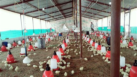 Chandan Singh Poultry farm barthara khurd