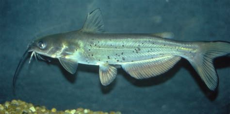 Channel Catfish (Ictalurus punctatus) in Clarks Hill Lake