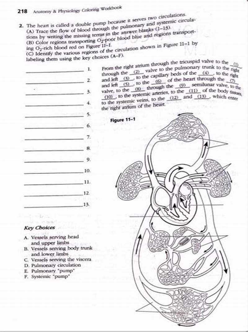 Chapter 11 Cardiovascular System Coloring Workbook Answer Key