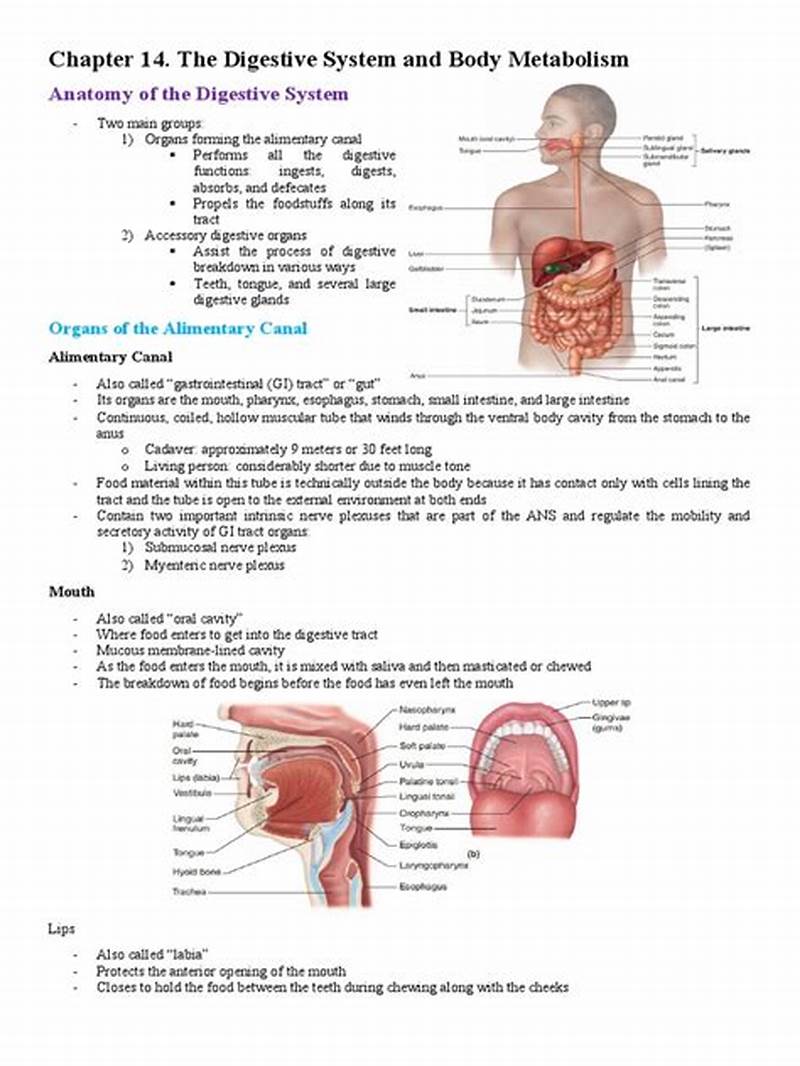Chapter 14 Digestive System Coloring Workbook Answer Key