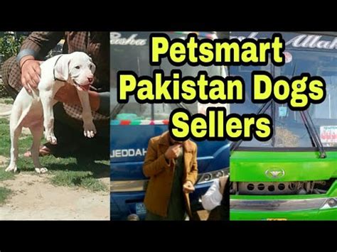 Charlie Dog Seller - Best Dog Seller In Ahmedabad