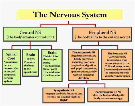 Chart Central Nervous System