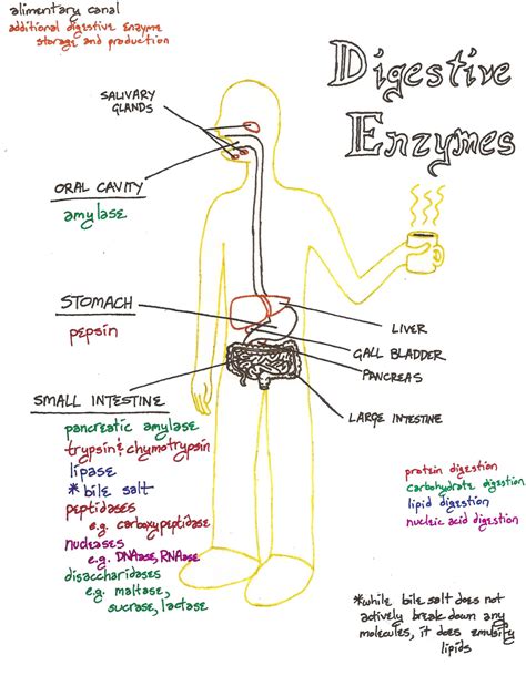 Chart Of Digestive Enzymes