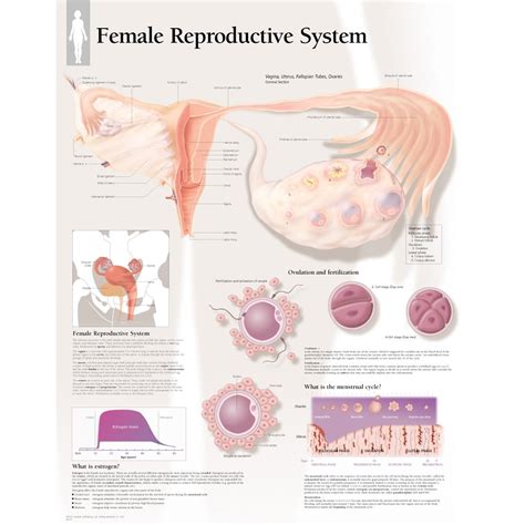Chart Of Female Reproductive System