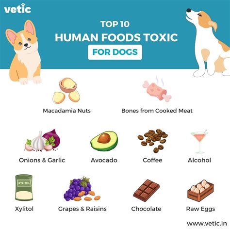 Chart Of Foods Bad For Dogs
