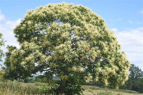 Chataigner Norbert à Secondigny