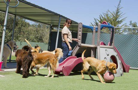 Chaz Worrall Dog Training & Behaviour Centre