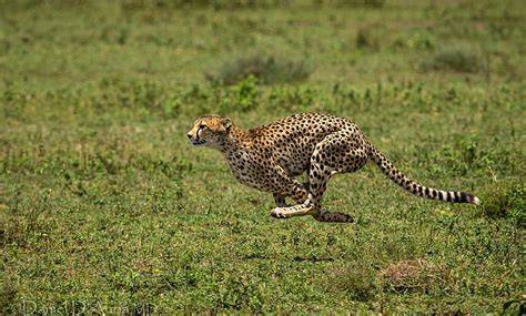 Cheetah Berlari