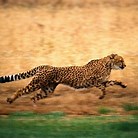 Baha Level List 2017 - Page 8 Th?q=Cheetah+Running&w=120&h=120&c=1&rs=1&qlt=90&dpr=1