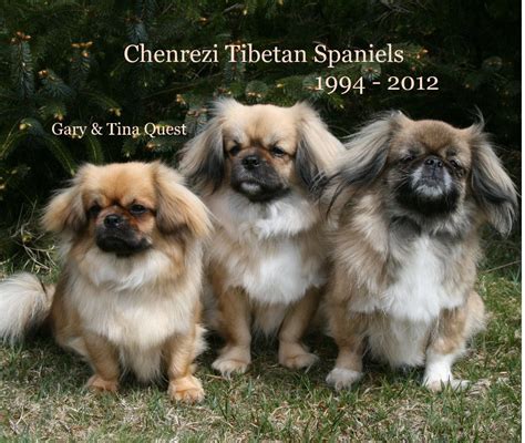 Chenrezi Tibetan Spaniels/Gary Quest Photography
