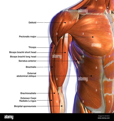 Chest Muscle Chart