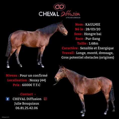 Cheval Diffusion à Nozay