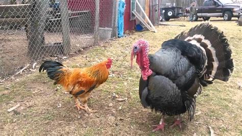 Chicken-and-Turkey