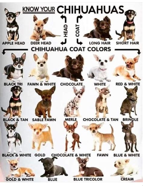 Chihuahua Colors Chart