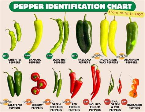 Chili Peppers Identification Chart
